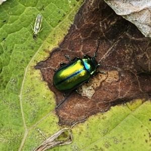 Click to view this image in a large viewer