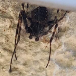 Click to view this image in a large viewer