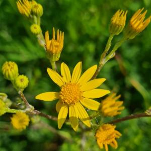 Click to view this image in a large viewer