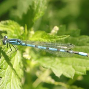 Click to view this image in a large viewer