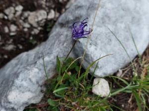 Click to view this image in a large viewer