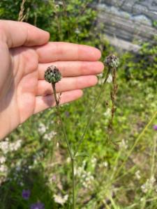 Click to view this image in a large viewer