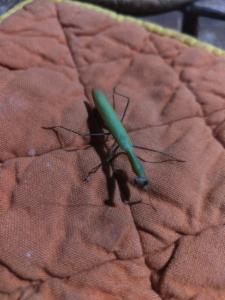 Click to view this image in a large viewer