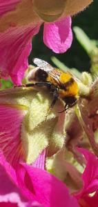 Click to view this image in a large viewer