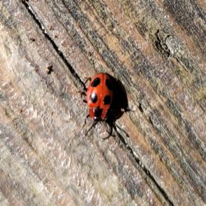 Click to view this image in a large viewer