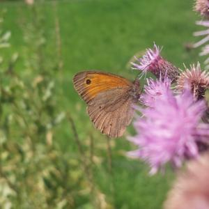 Click to view this image in a large viewer