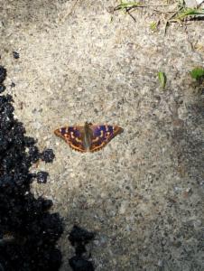 Click to view this image in a large viewer