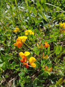 Click to view this image in a large viewer