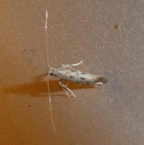 Click to view this image in a large viewer