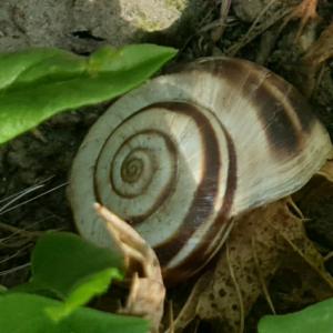 Click to view this image in a large viewer