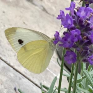 Click to view this image in a large viewer