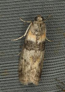 Click to view this image in a large viewer