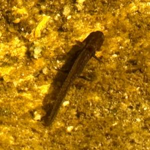 Click to view this image in a large viewer