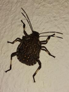 Click to view this image in a large viewer