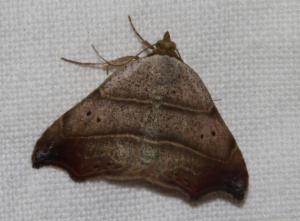 Click to view this image in a large viewer