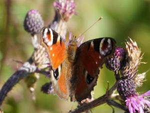 Click to view this image in a large viewer