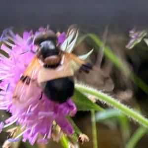 Click to view this image in a large viewer