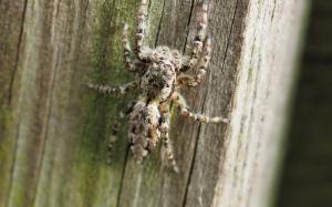 Click to view this image in a large viewer