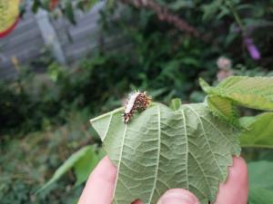 Click to view this image in a large viewer