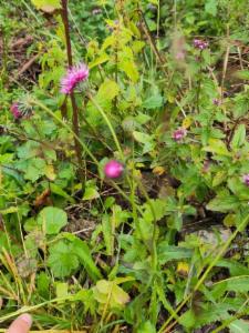 Click to view this image in a large viewer