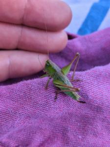 Click to view this image in a large viewer