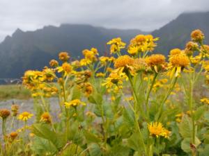 Click to view this image in a large viewer