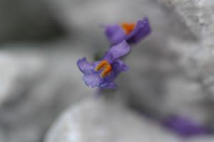 Click to view this image in a large viewer