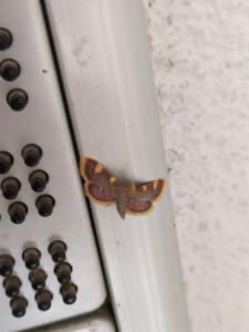 Click to view this image in a large viewer