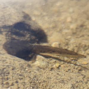 Click to view this image in a large viewer