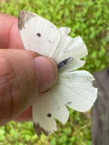 Click to view this image in a large viewer