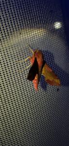 Click to view this image in a large viewer