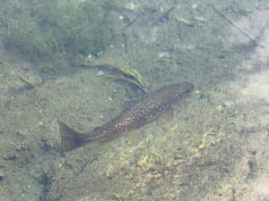 Click to view this image in a large viewer