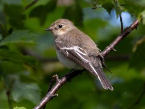 Click to view this image in a large viewer