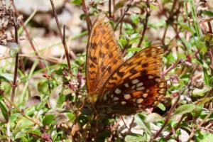 Click to view this image in a large viewer