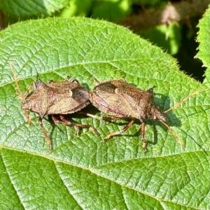 Click to view this image in a large viewer