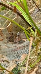 Click to view this image in a large viewer