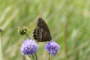 Click to view this image in a large viewer