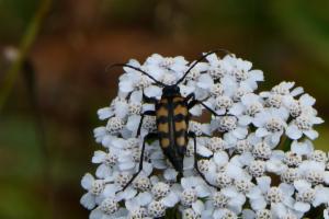 Click to view this image in a large viewer