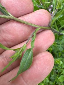 Click to view this image in a large viewer