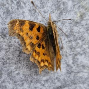 Click to view this image in a large viewer