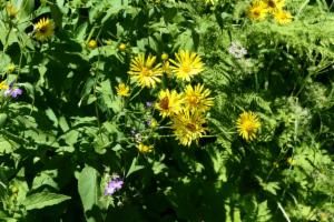 Click to view this image in a large viewer