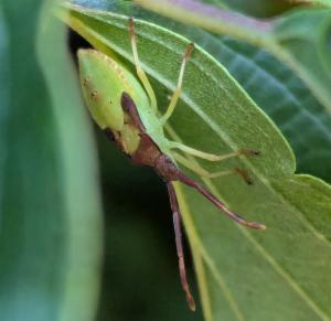 Click to view this image in a large viewer