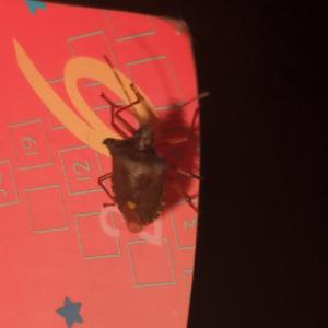 Click to view this image in a large viewer