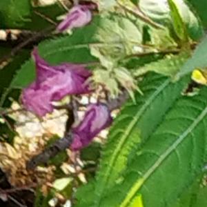 Click to view this image in a large viewer