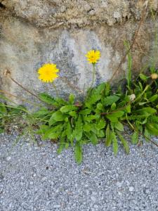 Click to view this image in a large viewer