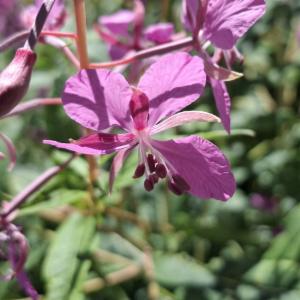 Click to view this image in a large viewer