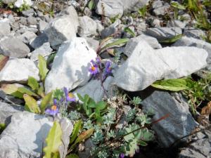 Click to view this image in a large viewer