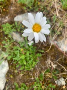 Click to view this image in a large viewer