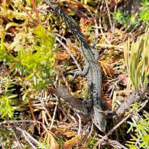 Click to view this image in a large viewer