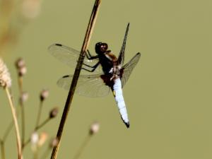 Click to view this image in a large viewer